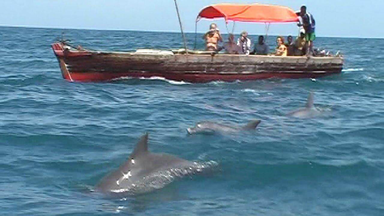 Dolphin Kizimkazi Photo 4